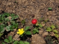 translucent-strawberry-2117390_1280