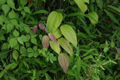 Dioscorea_oppositifolia_L._51415845037