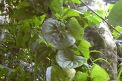 Starr_030807-0054_Dioscorea_bulbifera