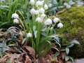 Jarní cibuloviny – od sněženek k tulipánům
