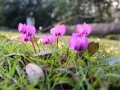 Jarní cibuloviny – od sněženek k tulipánům