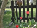 Jarní cibuloviny – od sněženek k tulipánům IMG_8303