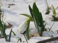 Sněženka jarní neboli podsněžník