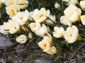 krokusy