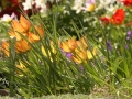 tulipány (3)