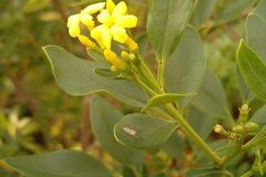 628px-Jasminum_odoratissimum_BotGardBln1105a