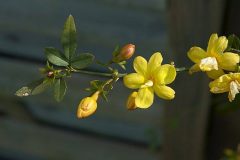 629px-Jasminum_mesnyi