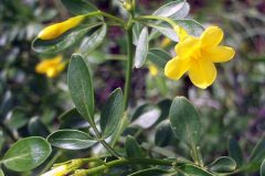 640px-Jasminum_fruticans_FlowersCloseup_2009May10_SierraMadrona