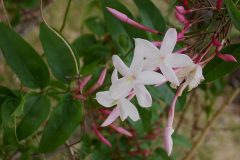 640px-Jasminum_polyanthum_flowers