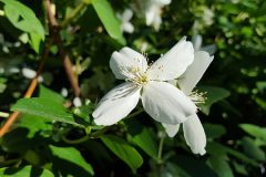 jasmine-1467568_640