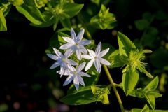 nature-blossom-plant-white-flower-green-474390-pxhere.com_