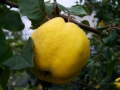 quince-1009611_640