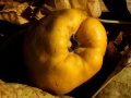 quince-1017511_640