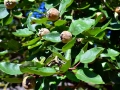 quince-1601087_640
