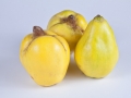 quince-1758164_640