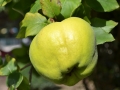 quince-890147_640