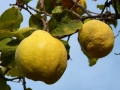 quince-965096_640