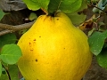 quince-969020_640
