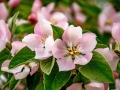 quince-blossom-2279550_640