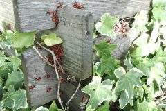 ivy-218068_1280