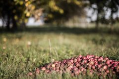 nature-3241660_1280