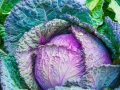 broccoli-1078163_640