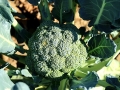 broccoli-992710_640