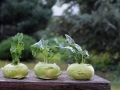 chinese-cabbage-kohlrabi-1573404_640
