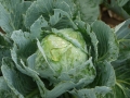 kohl-1756550_640