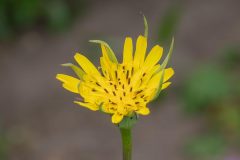 flower-4680780_1280