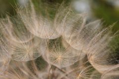 oat-root-177290_1280