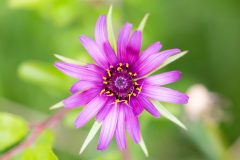 salsify-5213992_1280