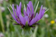 salsify-6375390_1280