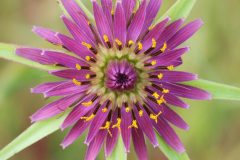 tragopogon-1421487_1280