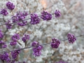 Krásnoplodka IMG_3157