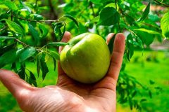 apple-5072207_640