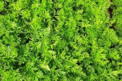 carrots-5267704__340