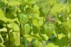 chinese-lantern-plant-3526044_1280