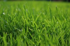 grass-green-garden-macro-preview