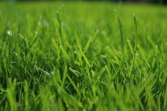 grass-green-garden-macro-preview