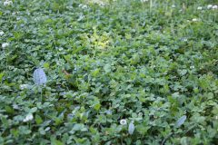 green-5413449_1280