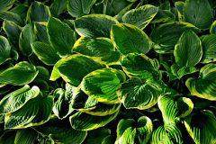 hosta-1474456_1280