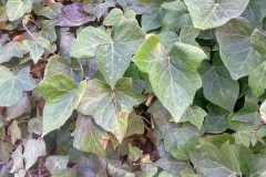 ivy-5590901_1280