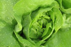 lettuce-2716575_1280
