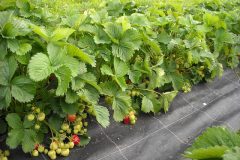 strawberries-946455_640