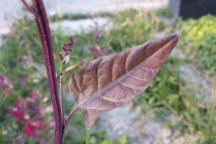 1024px-Atriplex_hortensis_sl4