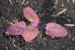 1024px-Atriplex_hortensis_var._rubra_2018-05-01_9943