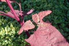 1024px-Atriplex_hortensis_var._rubra_2018-07-09_5055