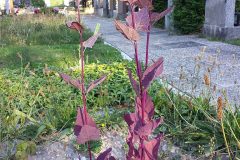 768px-Atriplex_hortensis_sl3