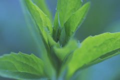 saltbush-6399642_1280